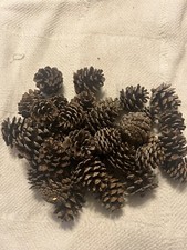 36 ) 1”-2” Small Pine Cones