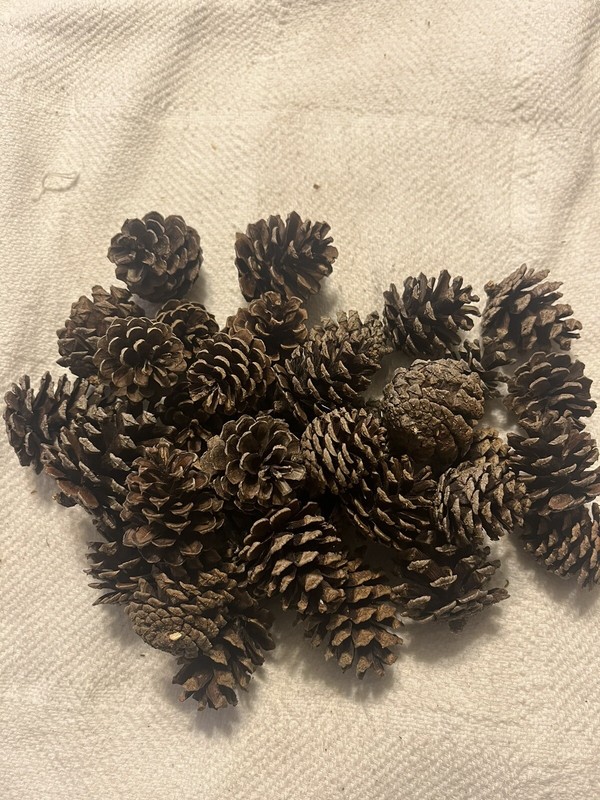 36 ) 1”-2” Small Pine Cones 
