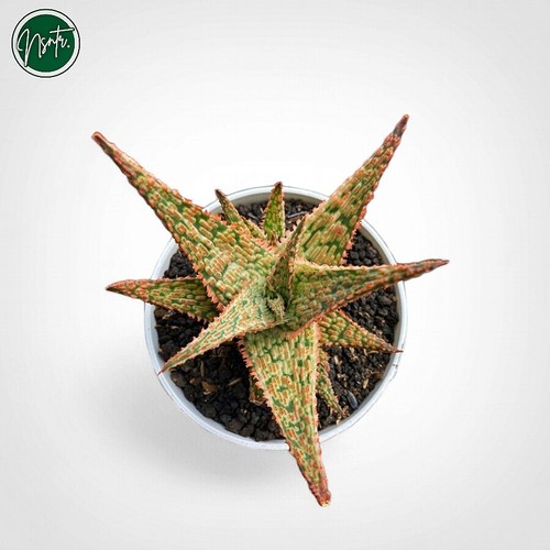 Aloe Tct Hybrid Variegata Strit Rare Succulent Plant eBay