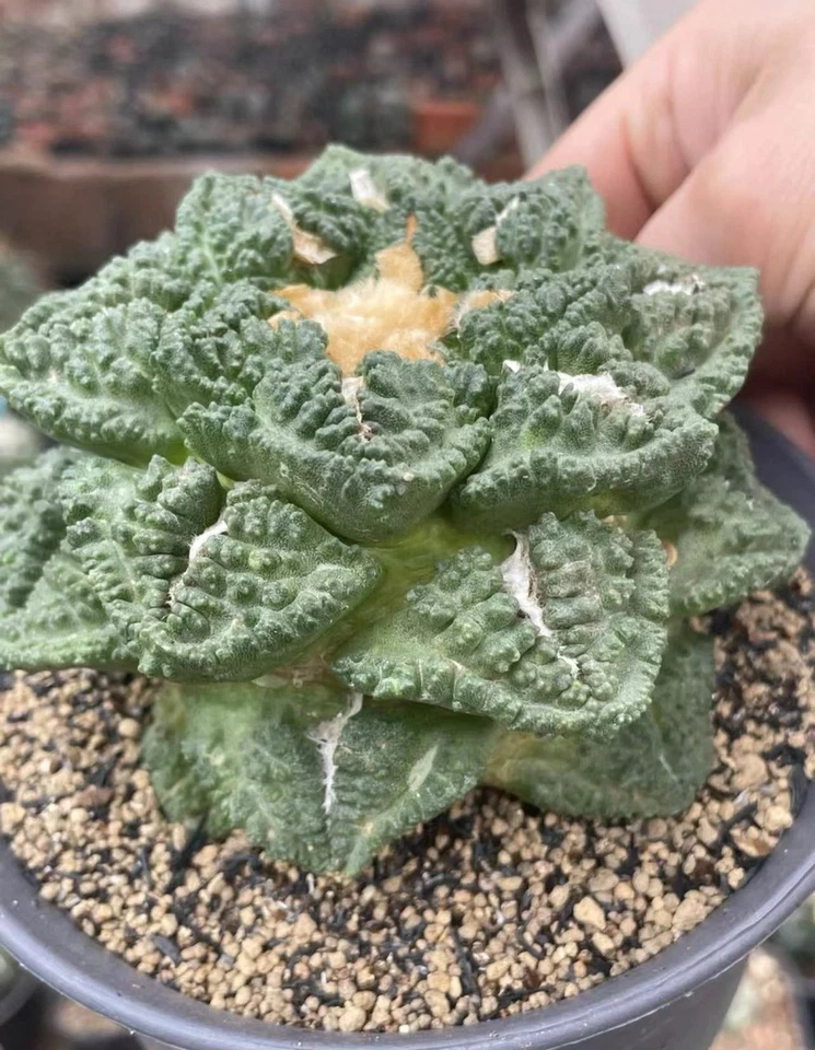 1 pieza 8-10 cm Ariocarpus hintonii Godzill Decoración Jardín Boutique Autoraíz 6-8 cm Foto 4 de 4