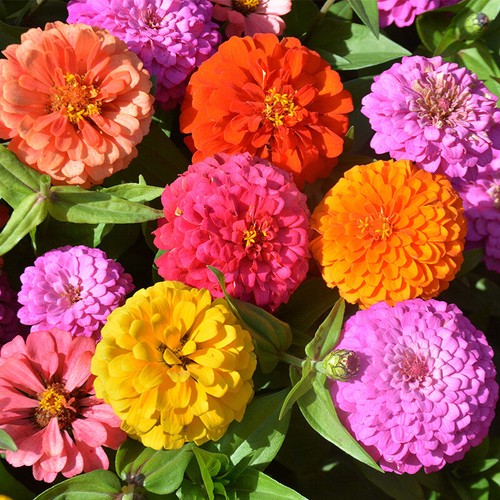100 Mixed Colors Common GARDEN ZINNIA Elegans Flower Seeds