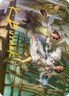 Gold Stamp Art Series DARING ESCAPE  mtg NM Streets of New Capenna