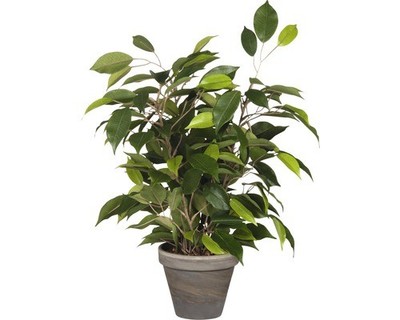 Kunstpflanze Birkenfeige Ficus natasja Ø 30 H 40 cm grün