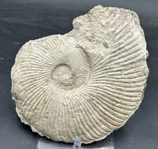 8.5” Texas Fossil Ammonite Oxytropidoceras Sp, Goodland Formation, Very Nice!