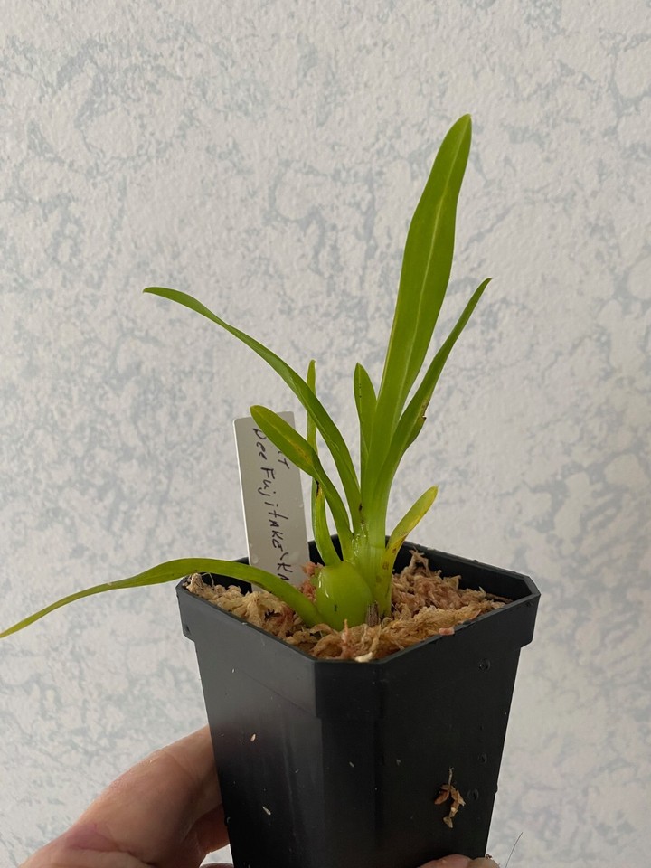 Orchid Plant 5 Bare root orchid plants. eBay