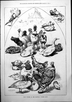 Old Print Prize Winners Granville Poultry Show John Singleton Jockey 1877 19th