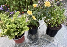 Bundle of 3 Live Plants – Lemon Thyme, Lush Fern