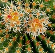 Echinocactus grusonii var. brevispinus SEEDS -  - SEMI Cuscino della suocera | C