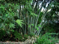 Dendrocalamus Strictus 10 Semillas, Bambú Macho, Bambú Sólido, Bambú Calcuta EE. UU.