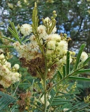 Acacia mearnsii | Black or Green Wattle | 100 Seeds