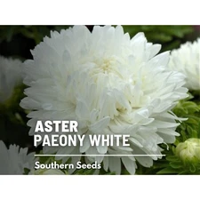 Paeony Duchess White Aster Seeds, Heirloom Flower, Elegant Blooms, USA Grown