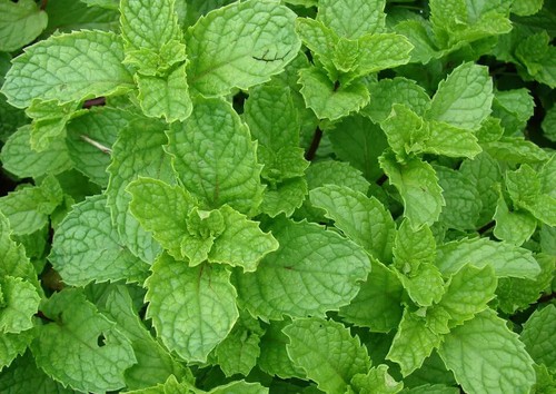 Herb plants, garden ready, 9cm pots lots of choice - Picture 207 of 298