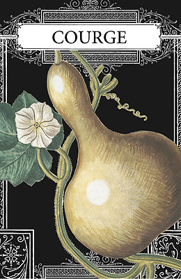 Squash Drawing Botanical Print French Squash Illustration Art