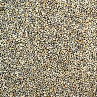 Organic BAJRA Kambhu PEARL MILLET Whole Grain 50gm-1000gm Free Ship