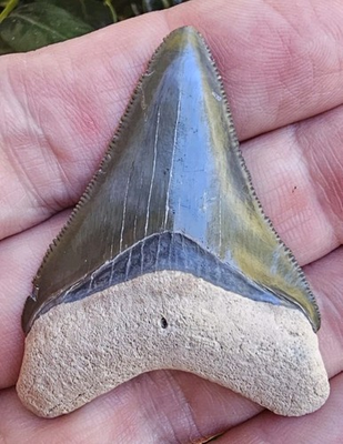 #ad Bone Valley Megalodon Shark Tooth Fossil $175.00