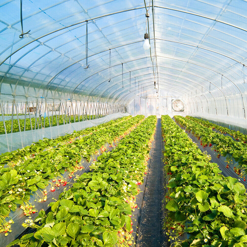 Greenhouse Plastic Cover Clear 6mil 5yr Poly Film 13-30 Widths x Various Lengths - Picture 16 of 30