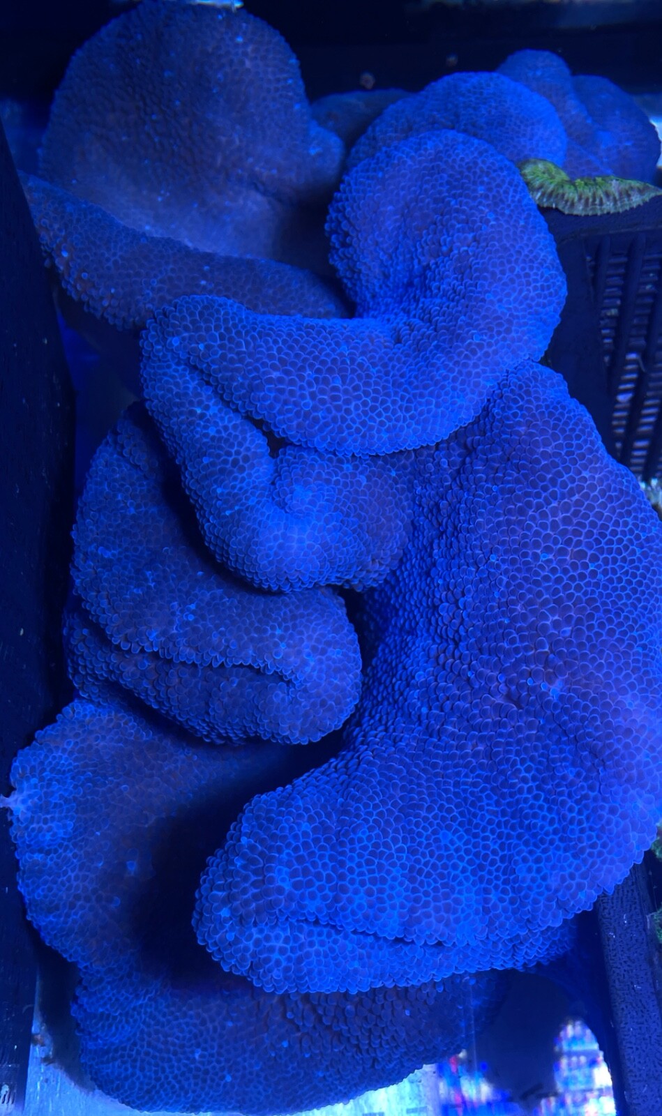 Large Blue Carpet Anemone (Stichodactyla Haddoni) Anemones Marine eBay