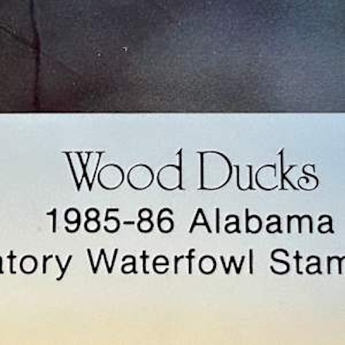 Wood Ducks