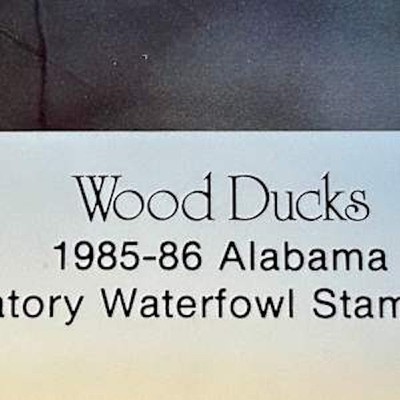 Wood Ducks
