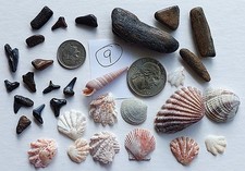 Shark teeth, fossils, seashells lot from Florida beaches           8/20#9