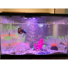 5 Gallon Glass Aquarium Starter Kit, Blue  White LED Lights Included