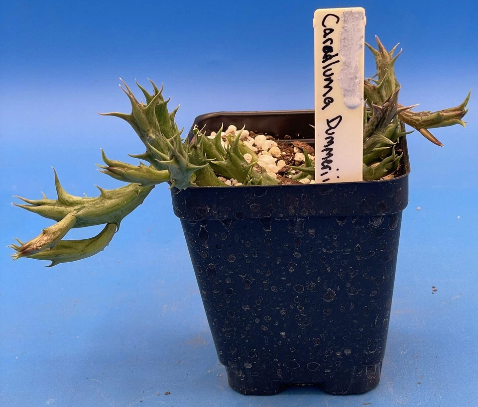 Orbea Dummeri 3.5 英寸盆栽植物良好 — 第 2/4 张图片