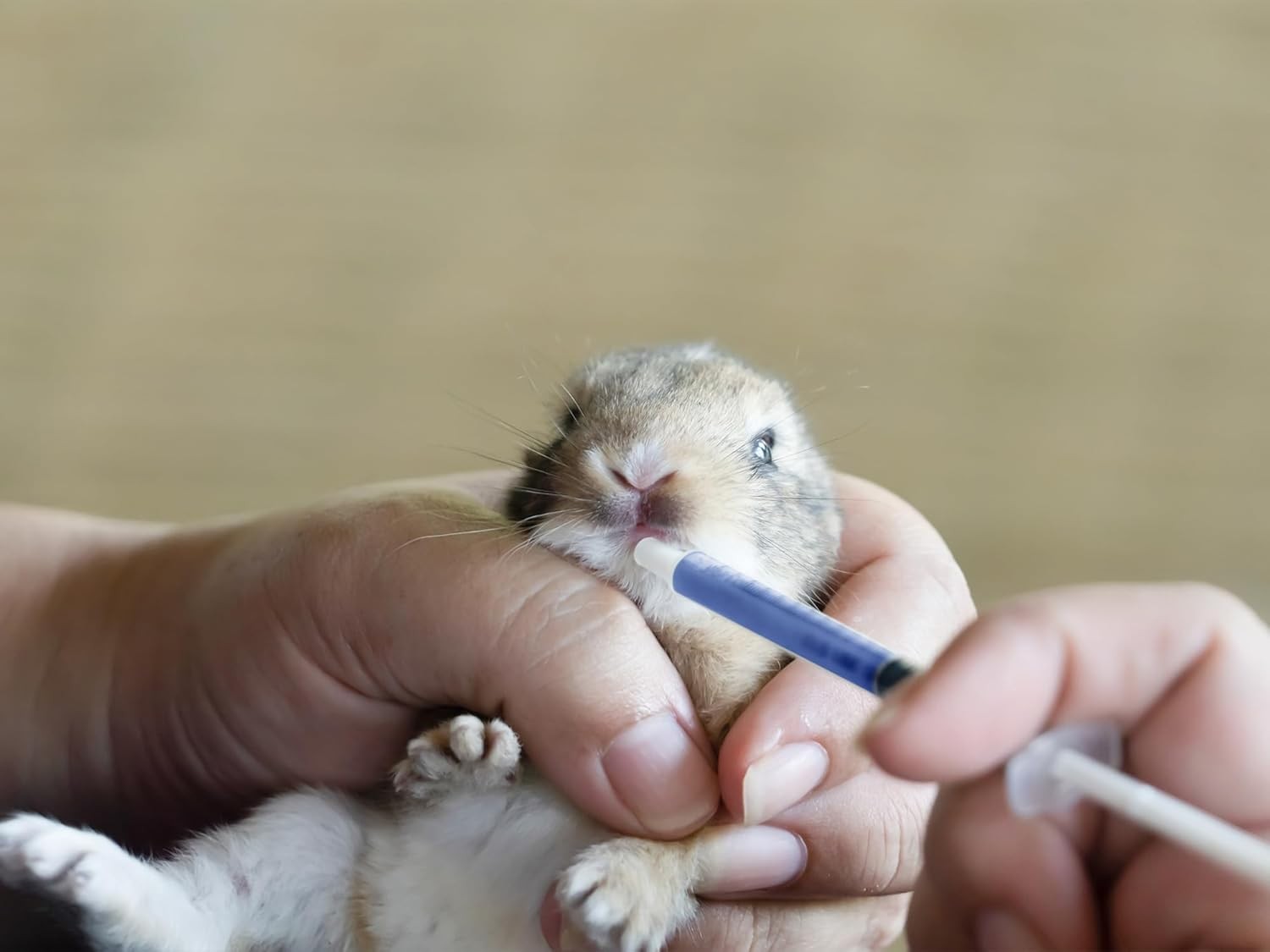 Blue 100 Pcs 1ml 1cc Plastic Syringe No Needle for Pets Oral,... 