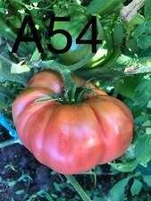 graine/seed tomate taille grosse variété "AMISH POTATO LEAF" (FP unique)