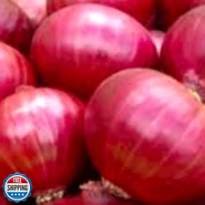 250 Red Creole Onion Seeds for Planting Non GMO Heirloom Seeds Fresh Garden S