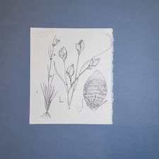 Orig illustration pen & ink Michael Terry signed Rhynchospora rariflora wall art