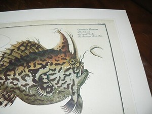  Early Scientific Ichthyology Color Prints Vintage Sargassum Frogfish