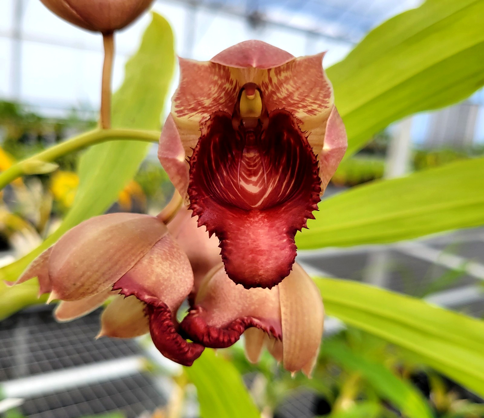 Catasetum sanguineum x Ctsm. vinaceum very select parents nice LRG BS plants!!!