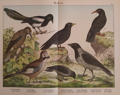 Raben Rabenvögel Corvidae - Alter Druck um 1890 Vögel Zoologie Raven Old Print