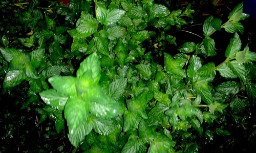 5 Mint Spearmint Mentha Spicata Herb LIve Plant Live Plants Potted Culinary - Picture 3 of 4