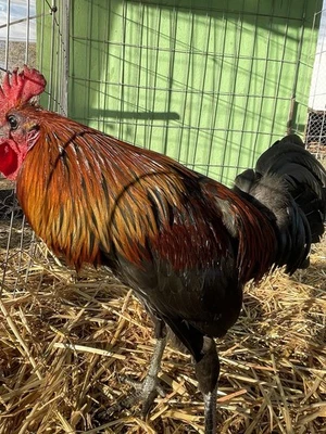 DoubleHFarm 12 PURE Brownred fowl Hatching Eggs