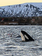 Atlantic - The Wildest Ocean On Earth Blu-Ray (2015) Cillian Murphy cert E