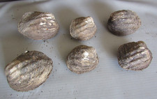Set of 6 50 Year Old Stock Matched Whole Mother of Pearl Freshwater Mussel Shell