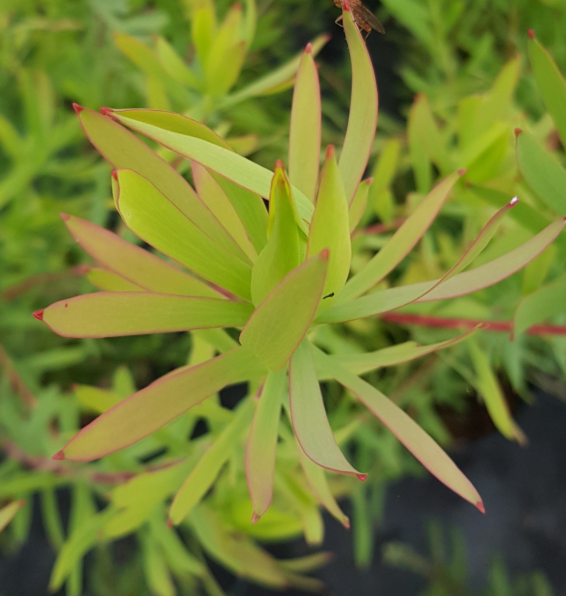 Leucadendron salignum Cream Delight arbuste de haie basse et massif de jardin