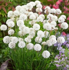 Armeria Plug Plants Garden White Flowers Evergreen Hardy Sea Thrift, Pack of 3