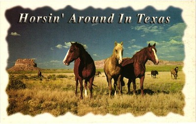 Horsin' Around In Texas Postcard - Ron Behrmann Photo - John Hinde Curteich