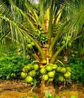 King Coconuts Organic seed sprouted 2 seeds from P.R.