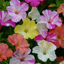 Four o’clock Mirabilis jalapa bicolors mix 160 seeds+FREE REUSABLE PLANT