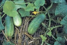Cucumber Seeds National Pickling 100 Seeds Pickling Cucumber Seeds