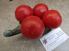 Russische Apfeltomate 5+ Samen Erbstck REICH und FEIN P 106
