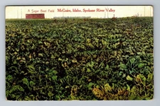 McGuire ID-Idaho, A Sugar Beet Field, Spokane River Valley, Vintage Postcard