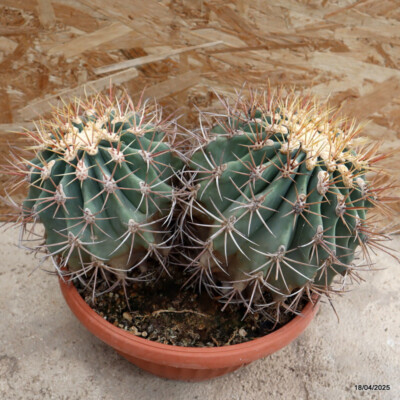 A7080 FEROCACTUS CHRYSACANTHUS DICHOTOMIC pot28-H21-W38 cm MaMa Cactus