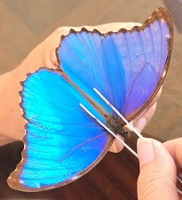 91 Nymphalidae