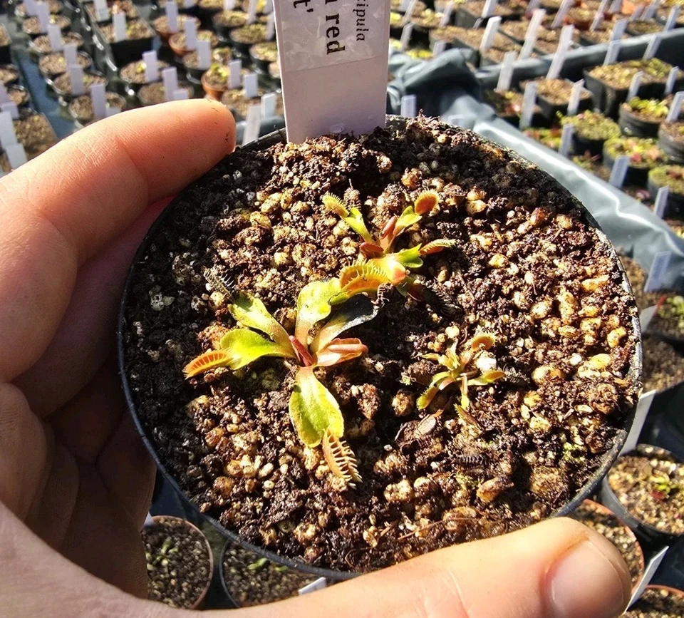 Dionaea muscipula 'Big Teeth Red G. fleischfressende Pflanzen, Venusfliegenfalle - Bild 1 von 1