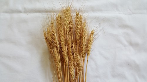 40 pc Lot Kansas Grown Wheat Bunch for Crafts, Props, & Seasonal Display - Picture 9 of 9