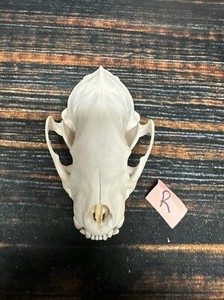 Real XL Wolverine Skull Unique Gift Craft Animal Mount Art Head Collection Odd